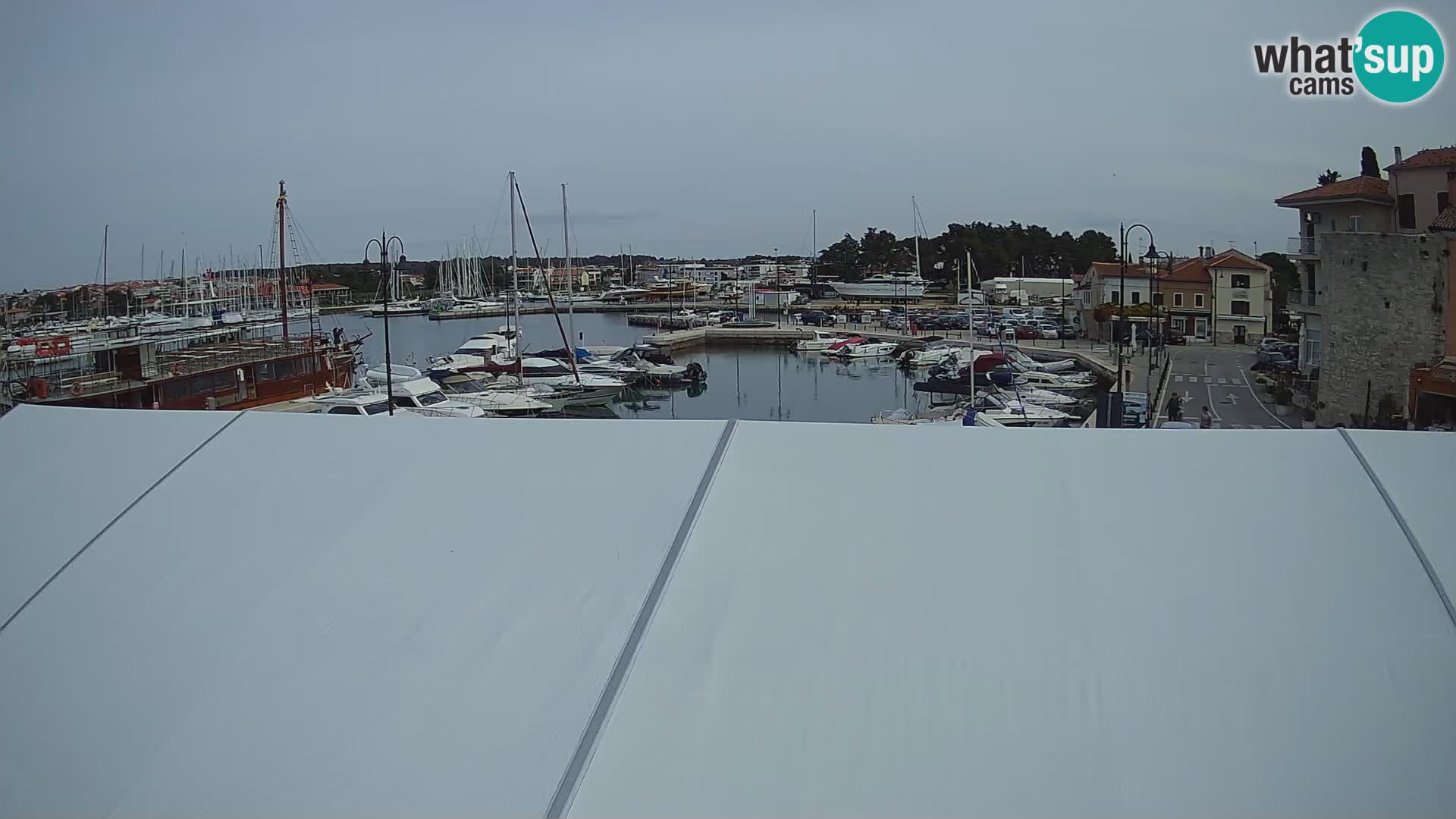 Novigrad | Porporela marina