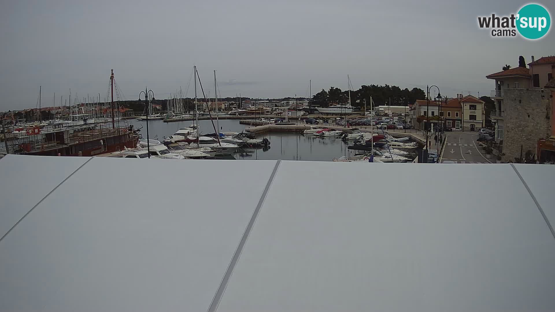 Novigrad | Porporela marina
