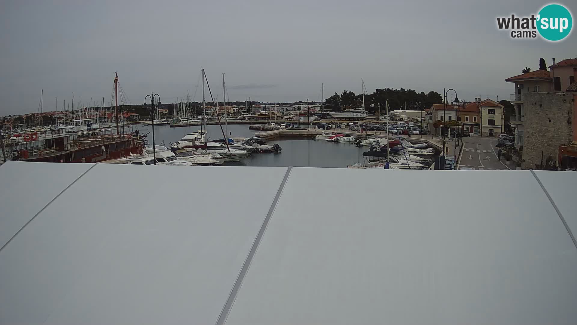 Novigrad | Porporela marina