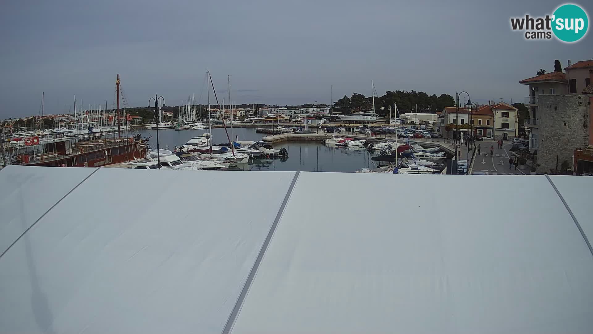 Novigrad | Porporela marina