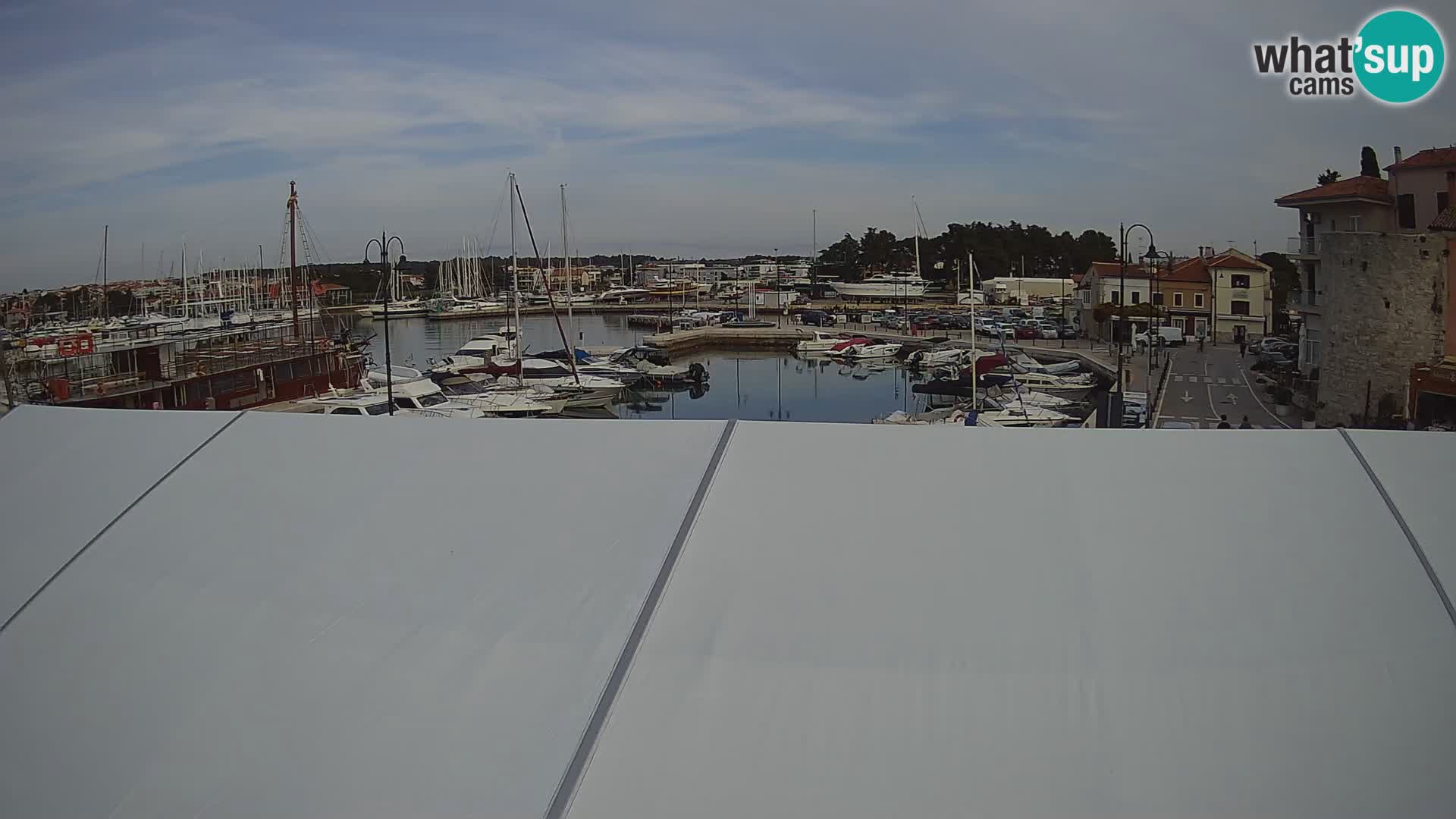 Novigrad | Porporela marina