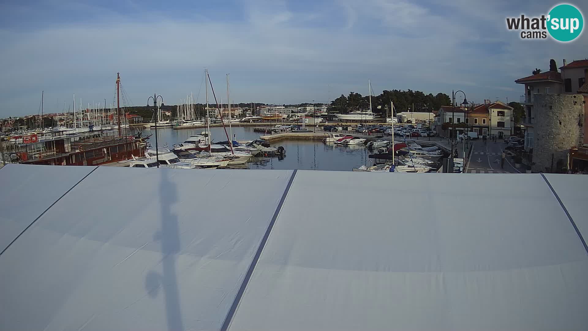 Novigrad | Porporela marina