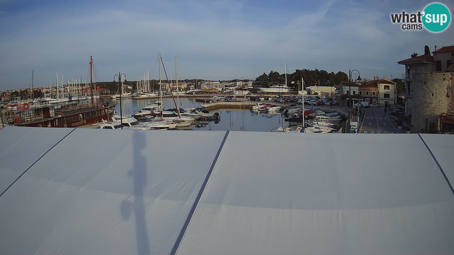 Novigrad | Porporela marina