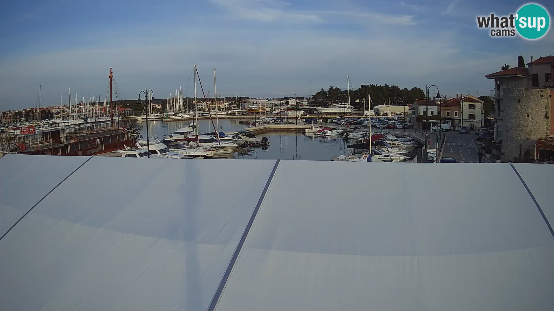Novigrad | Porporela marina