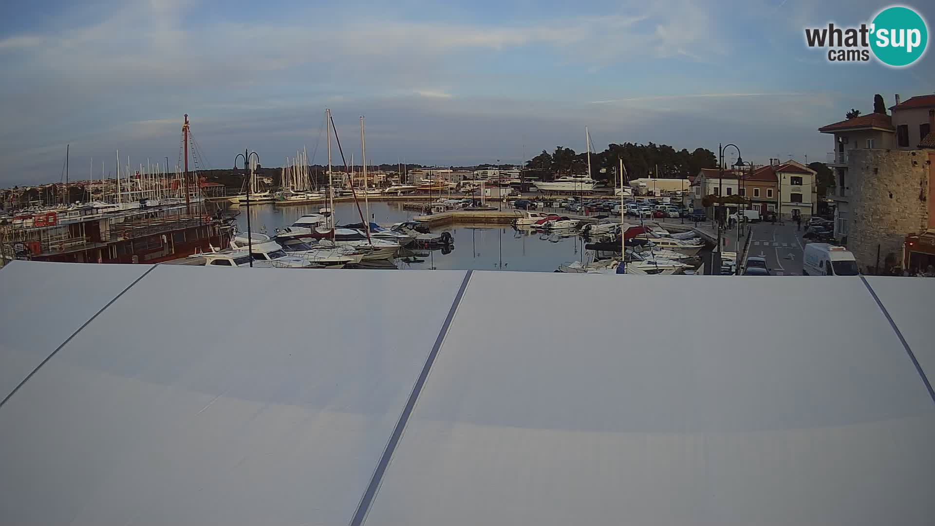Novigrad | Porporela marina