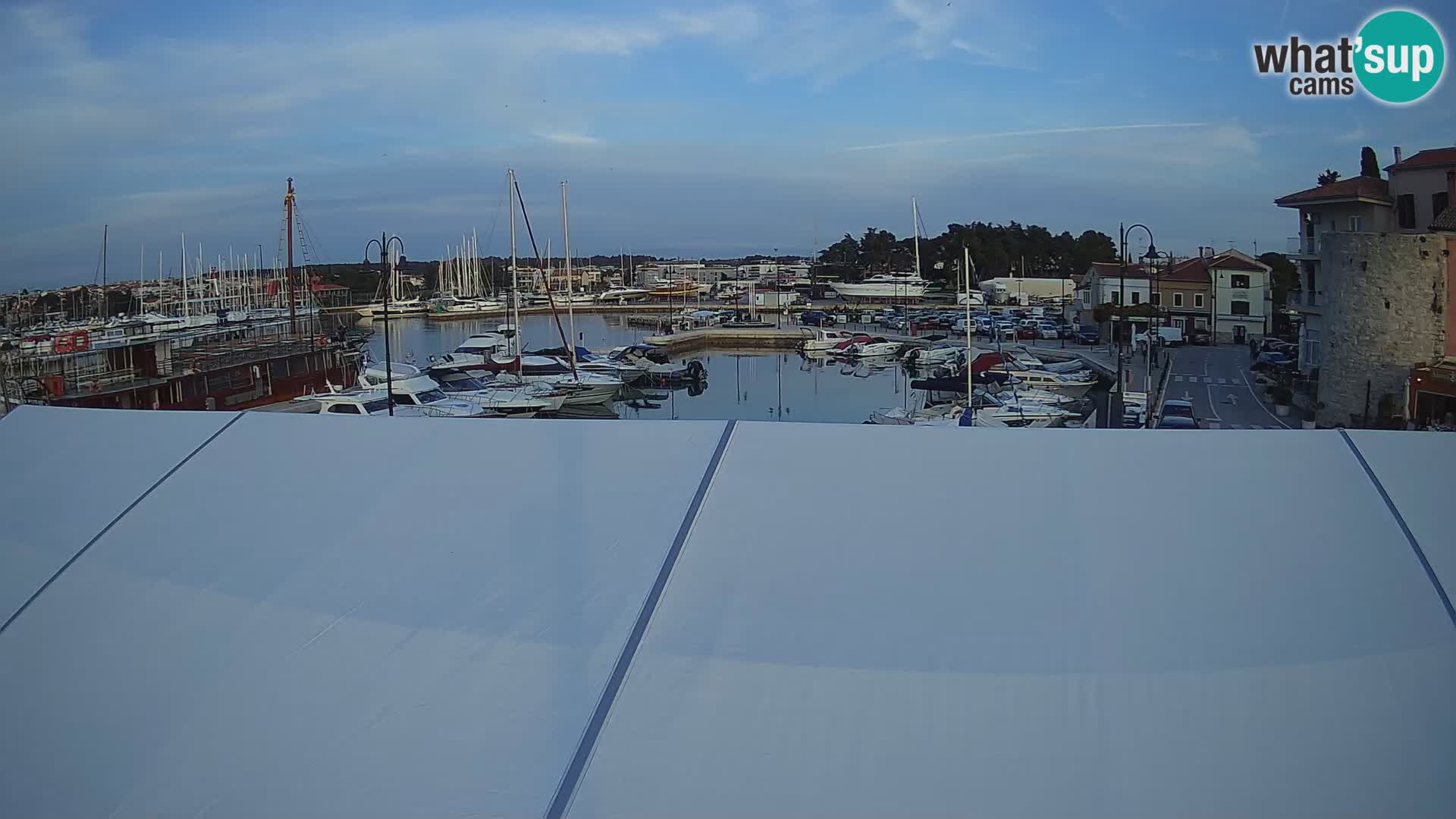 Novigrad | Porporela marina