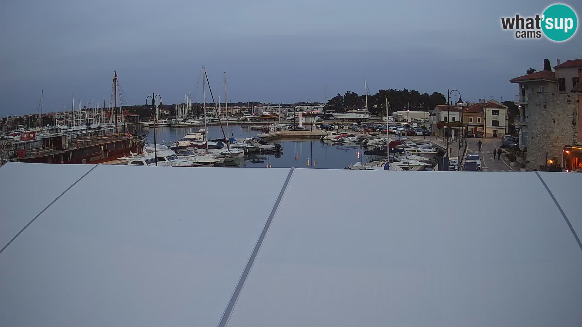 Novigrad | Porporela marina