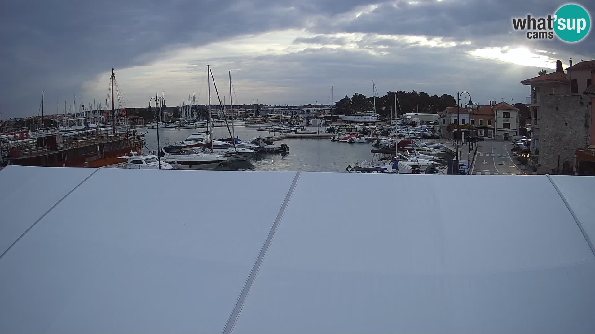 Novigrad | Porporela marina