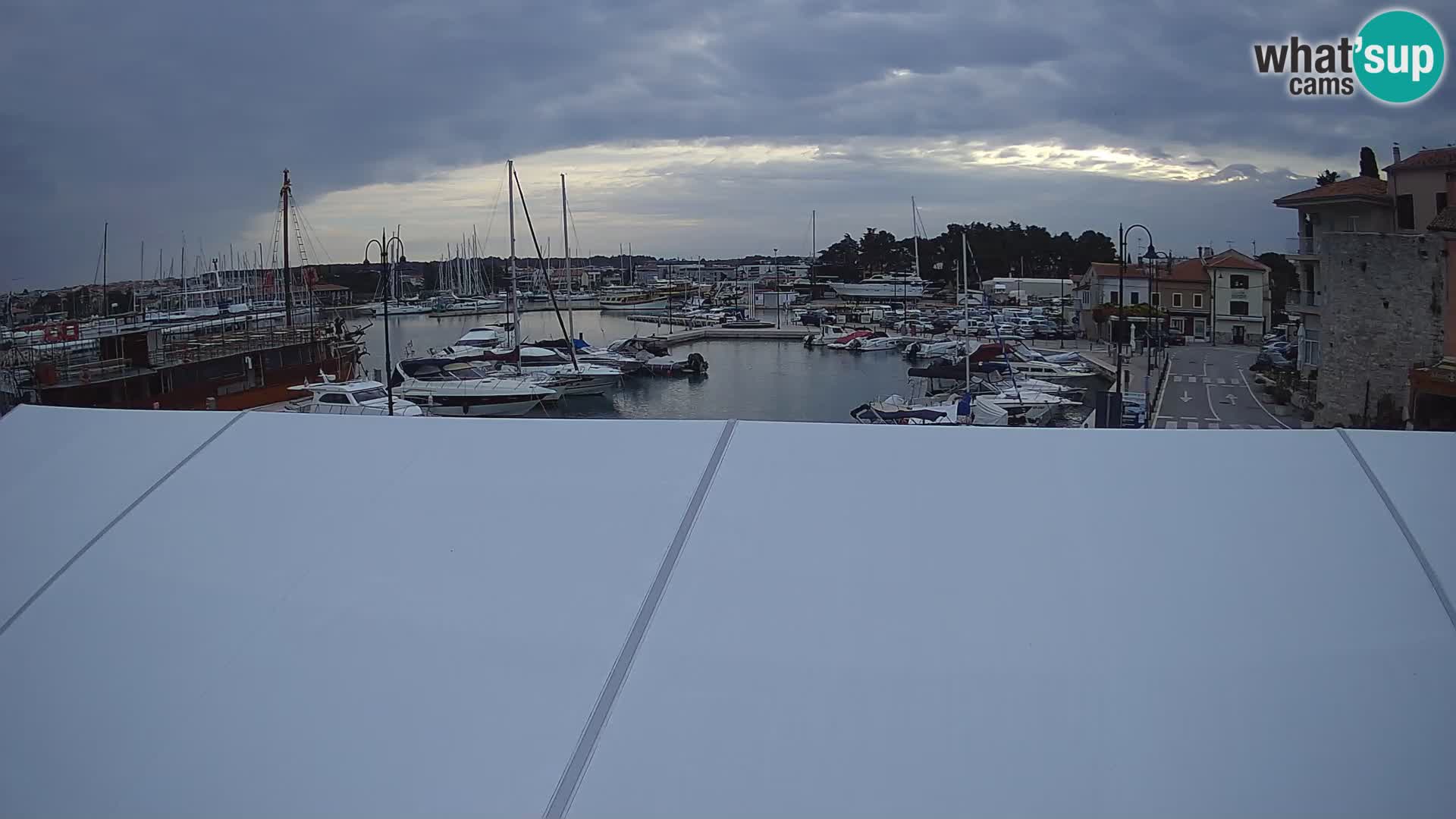 Novigrad | Porporela marina