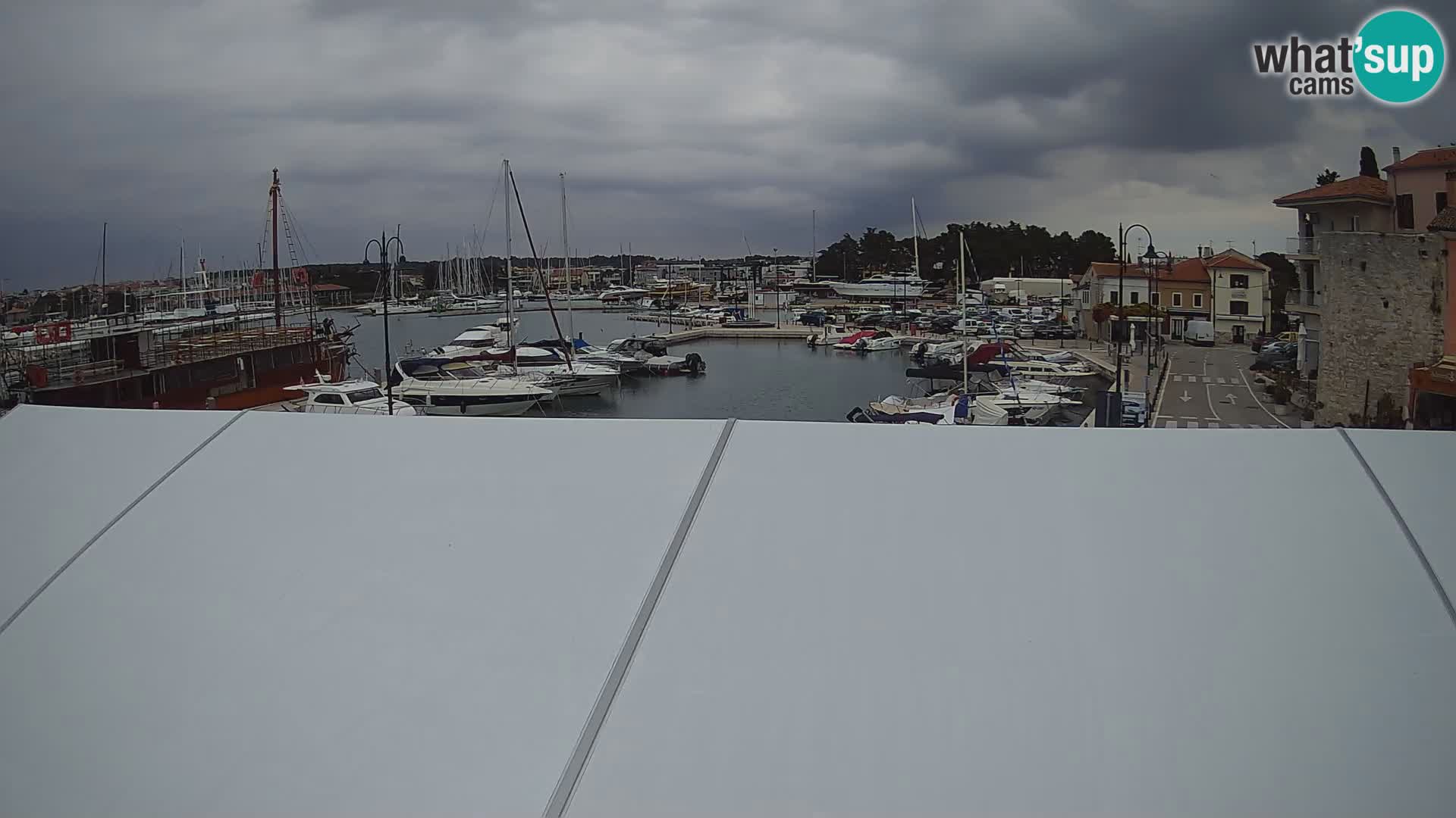 Novigrad | Porporela marina