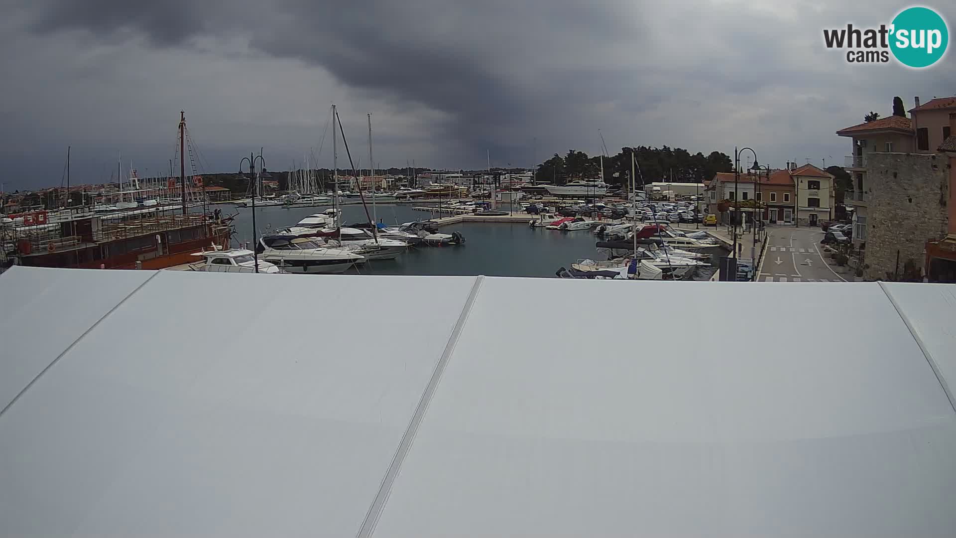 Novigrad | Porporela marina