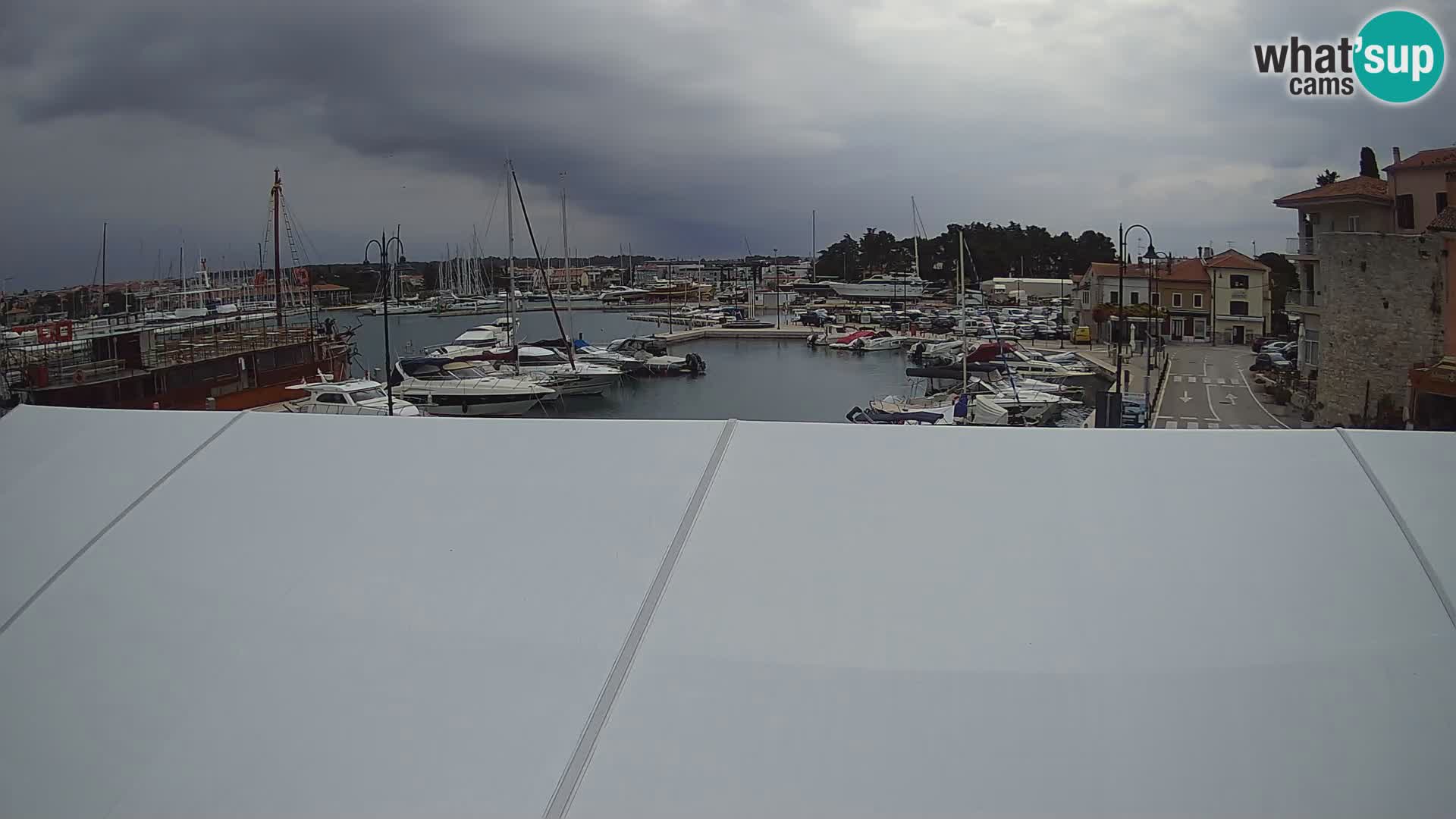 Novigrad | Porporela marina