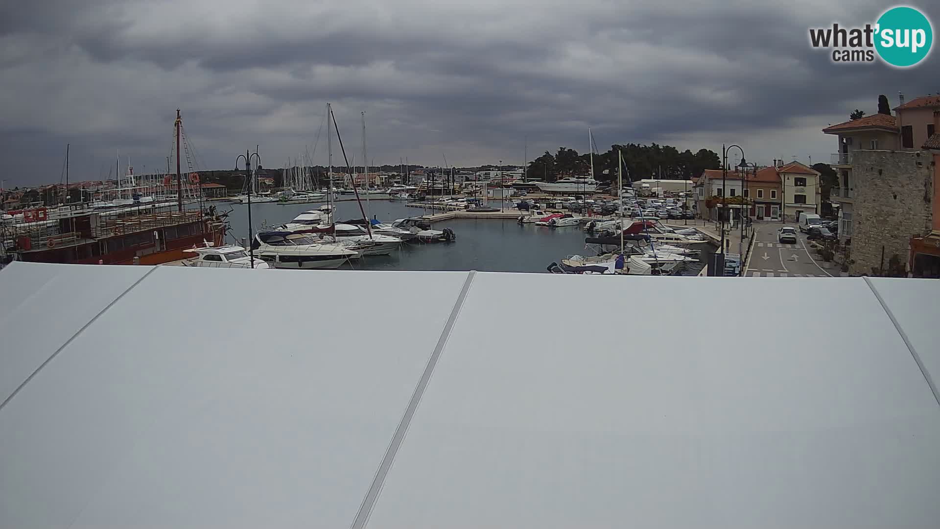 Novigrad | Porporela marina