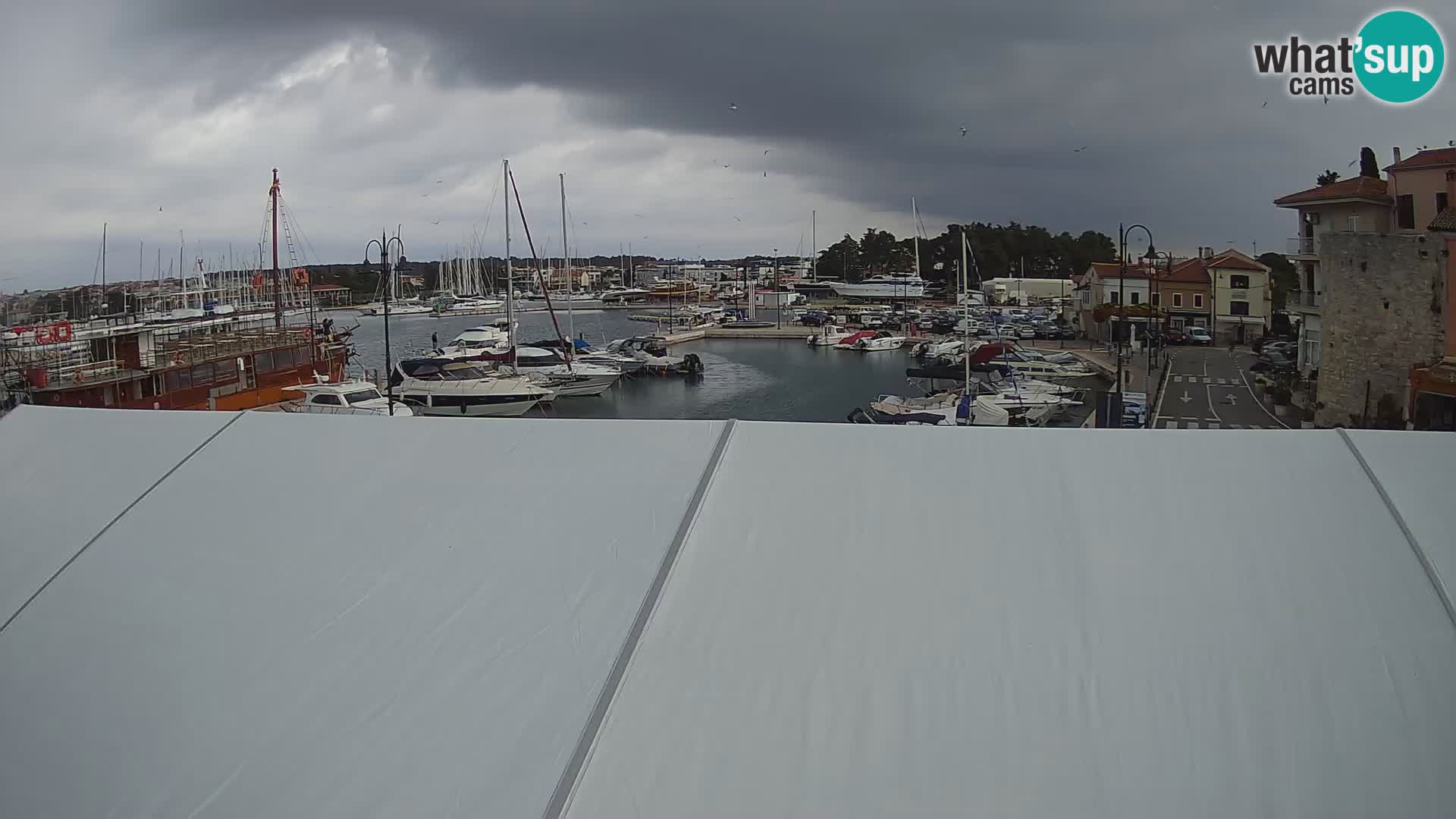 Novigrad | Porporela marina