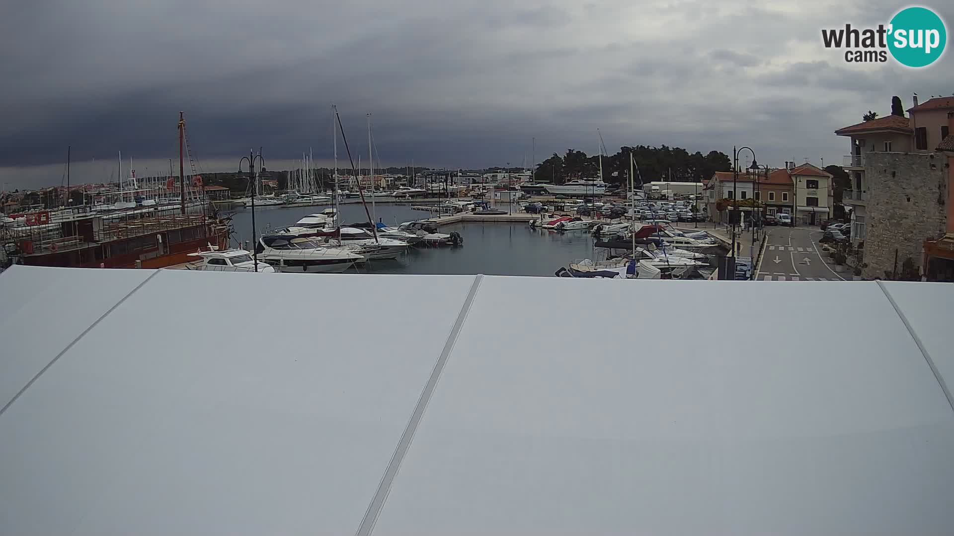Novigrad | Porporela marina