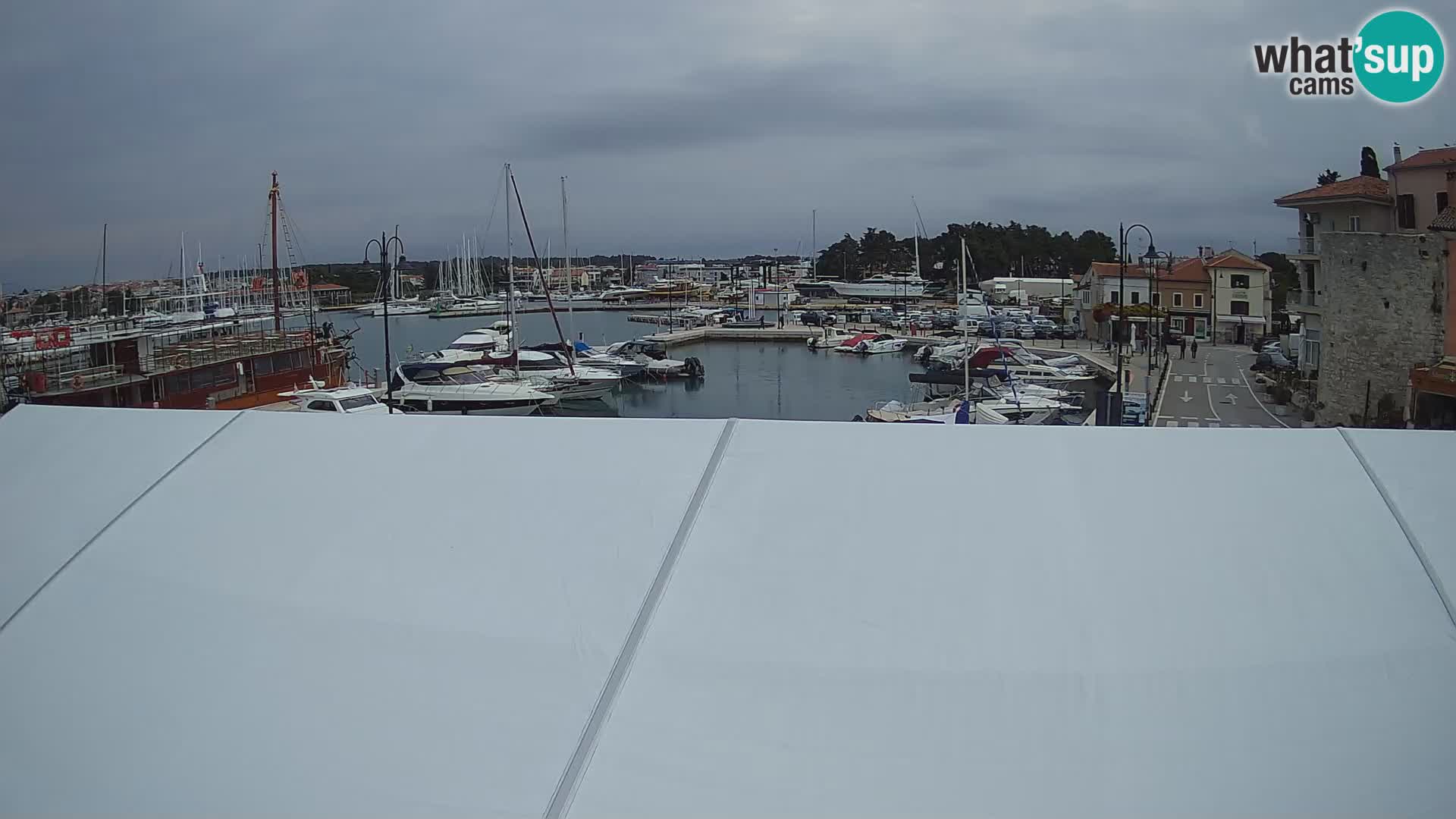 Novigrad | Porporela marina
