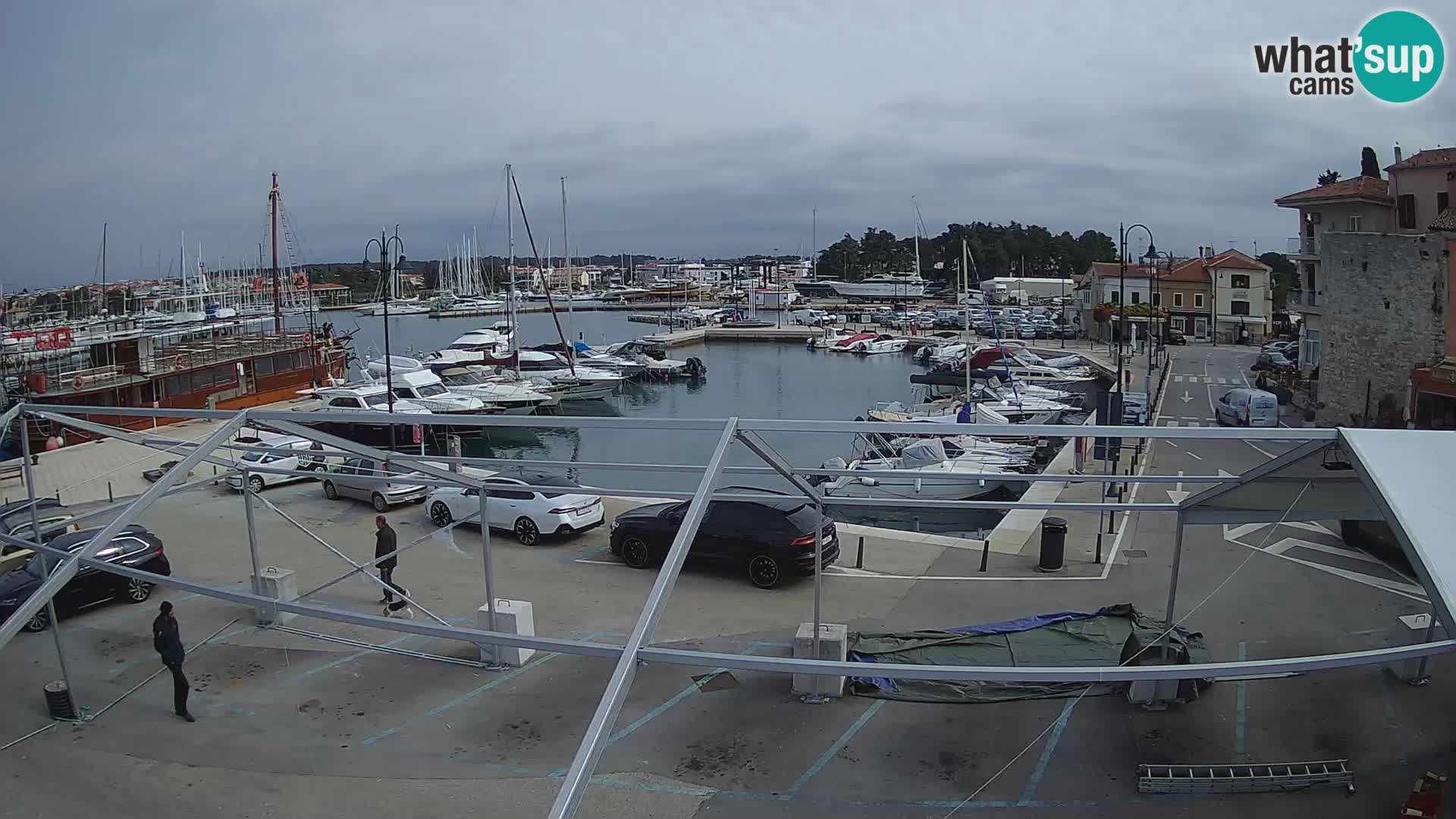 Novigrad | Porporela marina
