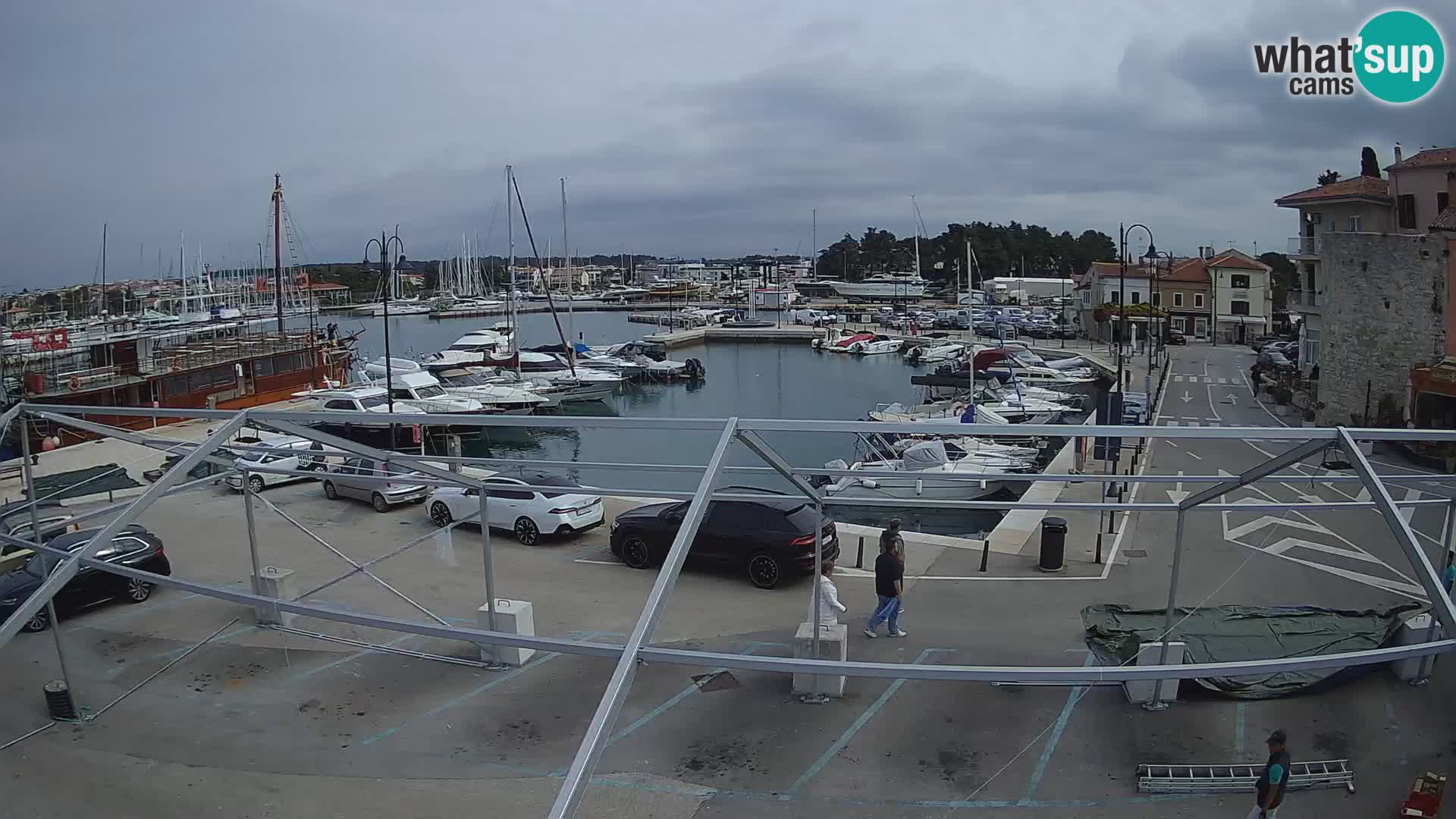 Novigrad | Porporela marina