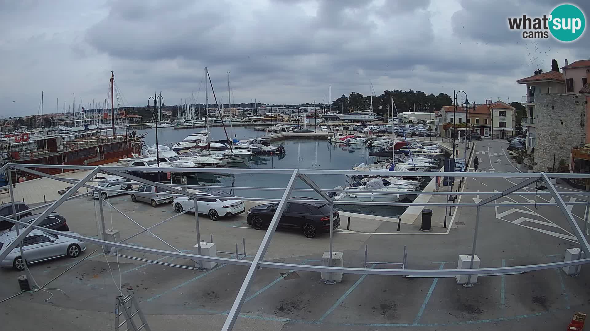 Novigrad | Porporela marina