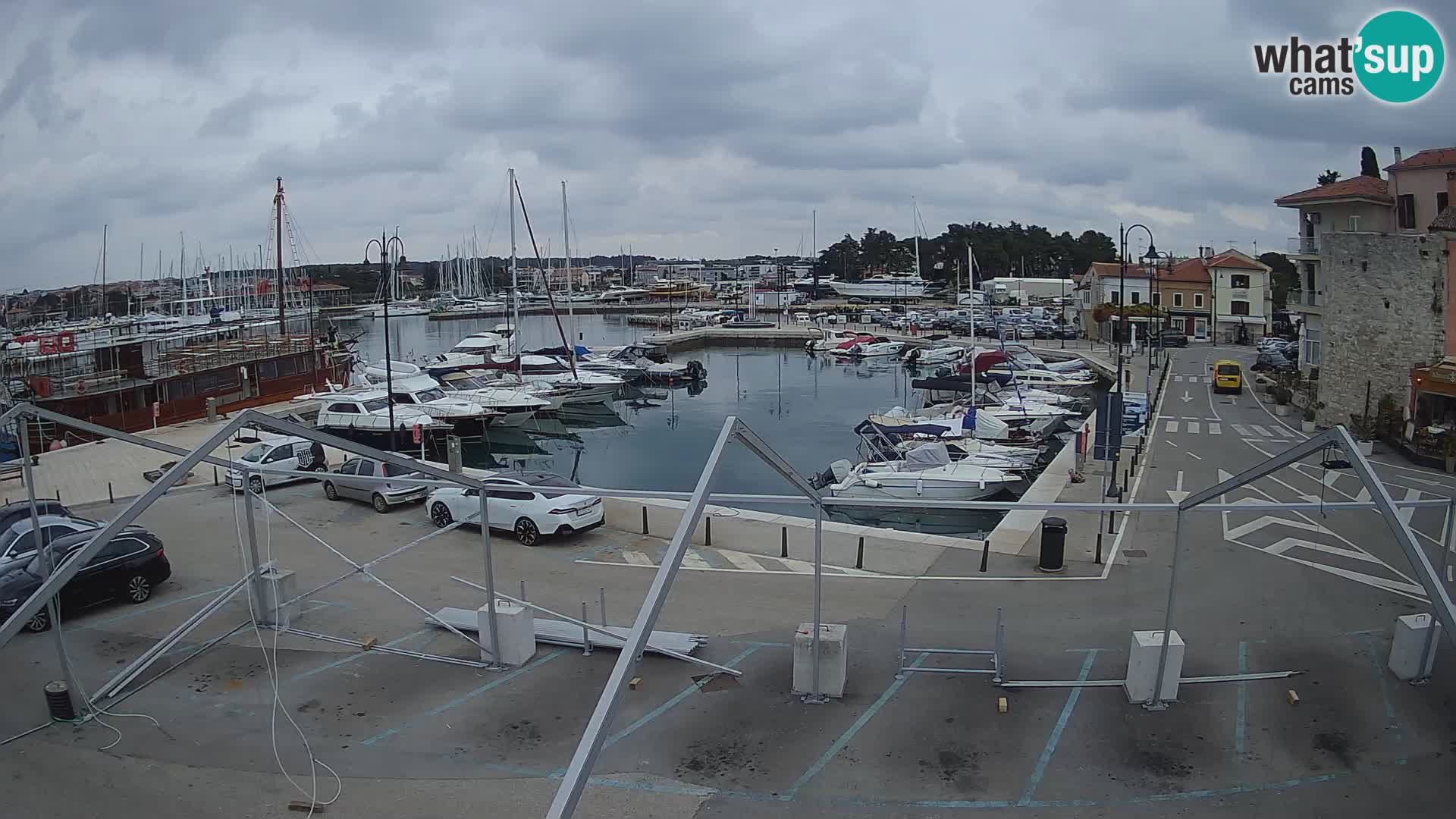Novigrad | Porporela marina