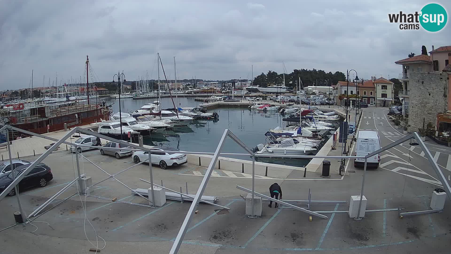 Novigrad | Porporela marina