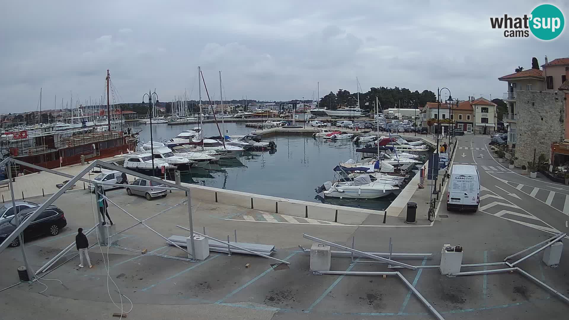 Novigrad | Porporela marina