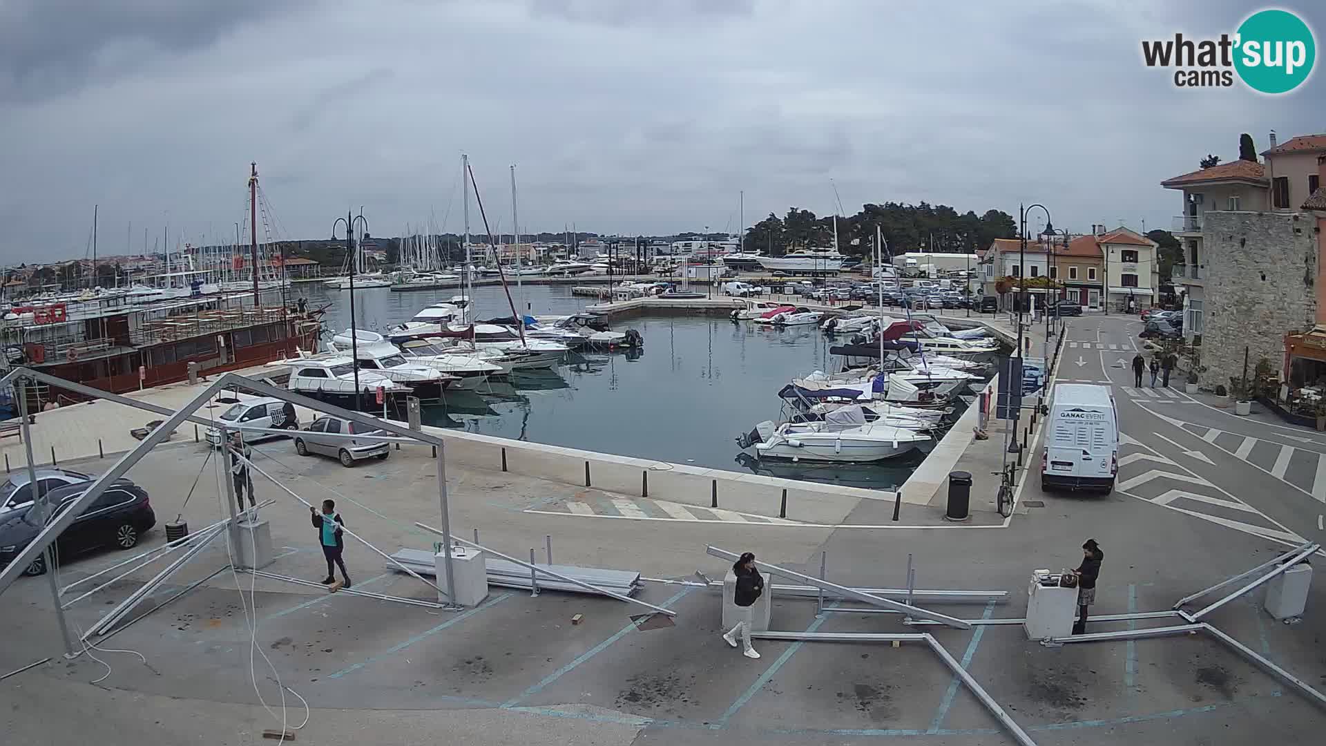 Novigrad | Porporela marina