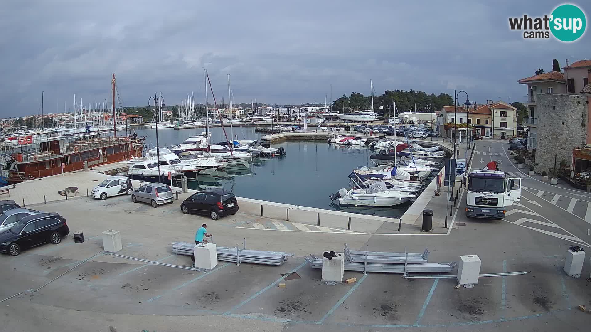 Novigrad | Porporela marina