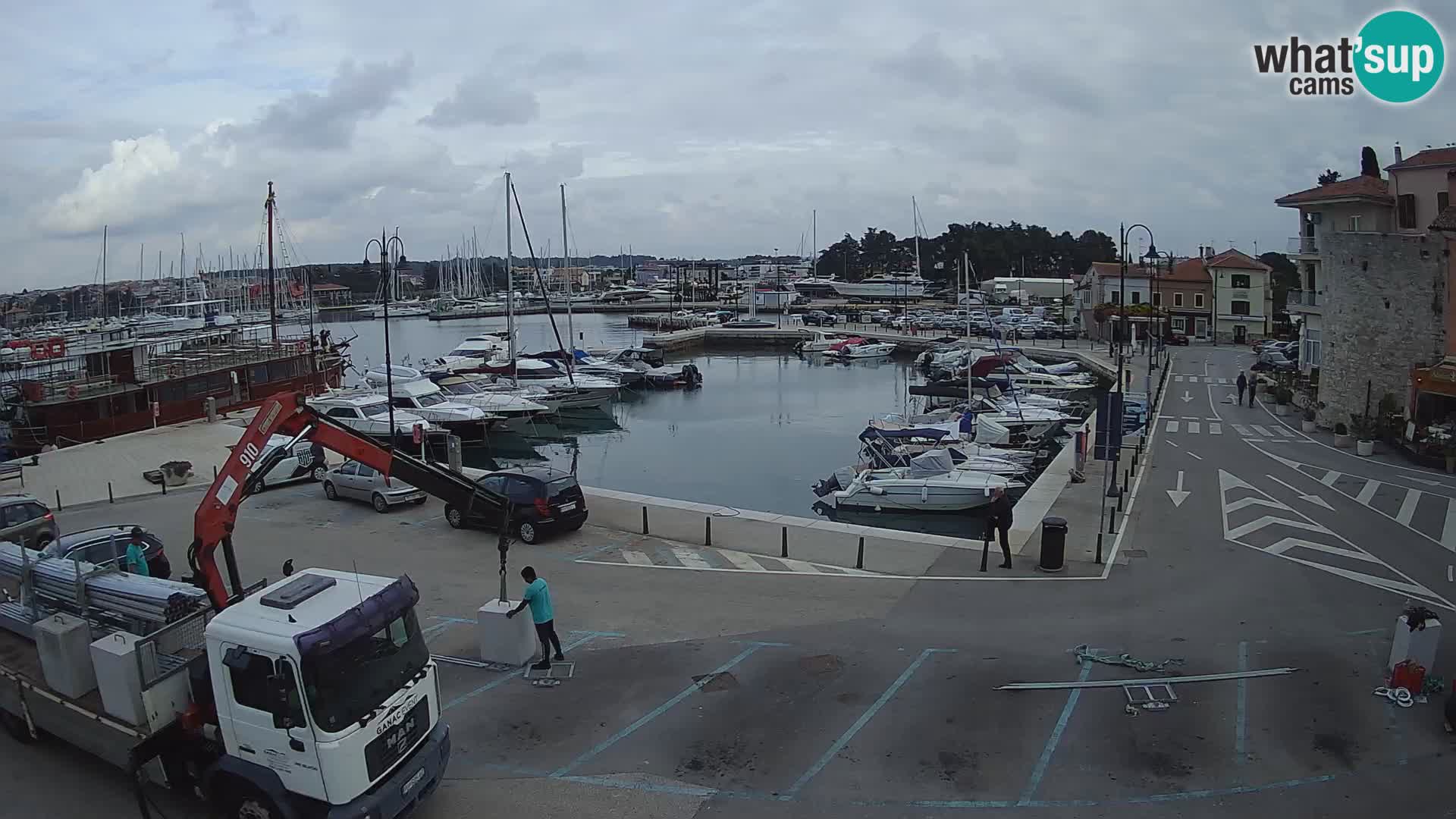 Novigrad | Porporela marina