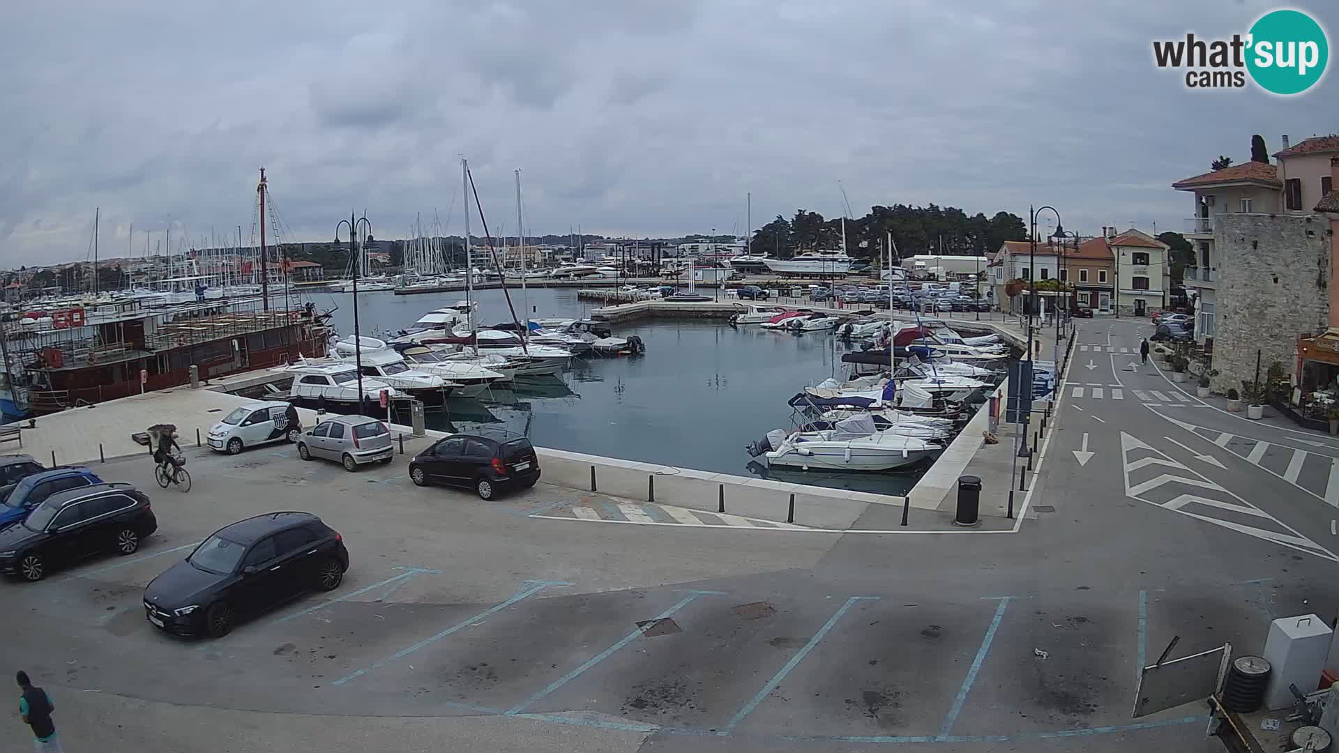 Novigrad | Porporela marina