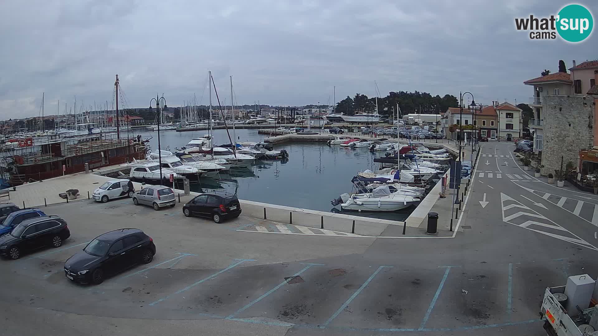 Novigrad | Porporela marina