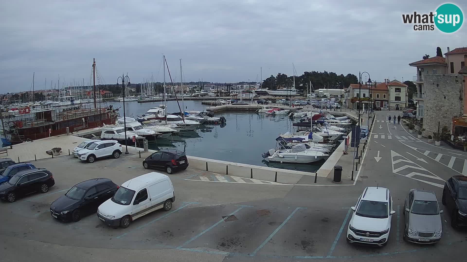 Novigrad | Porporela marina