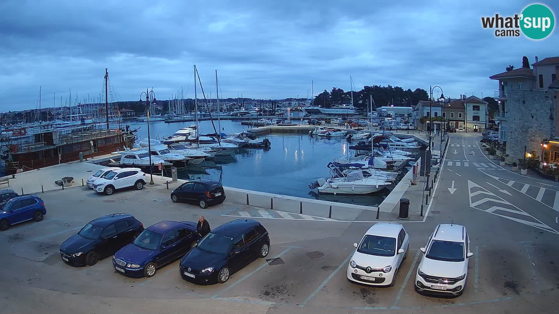 Novigrad | Porporela marina