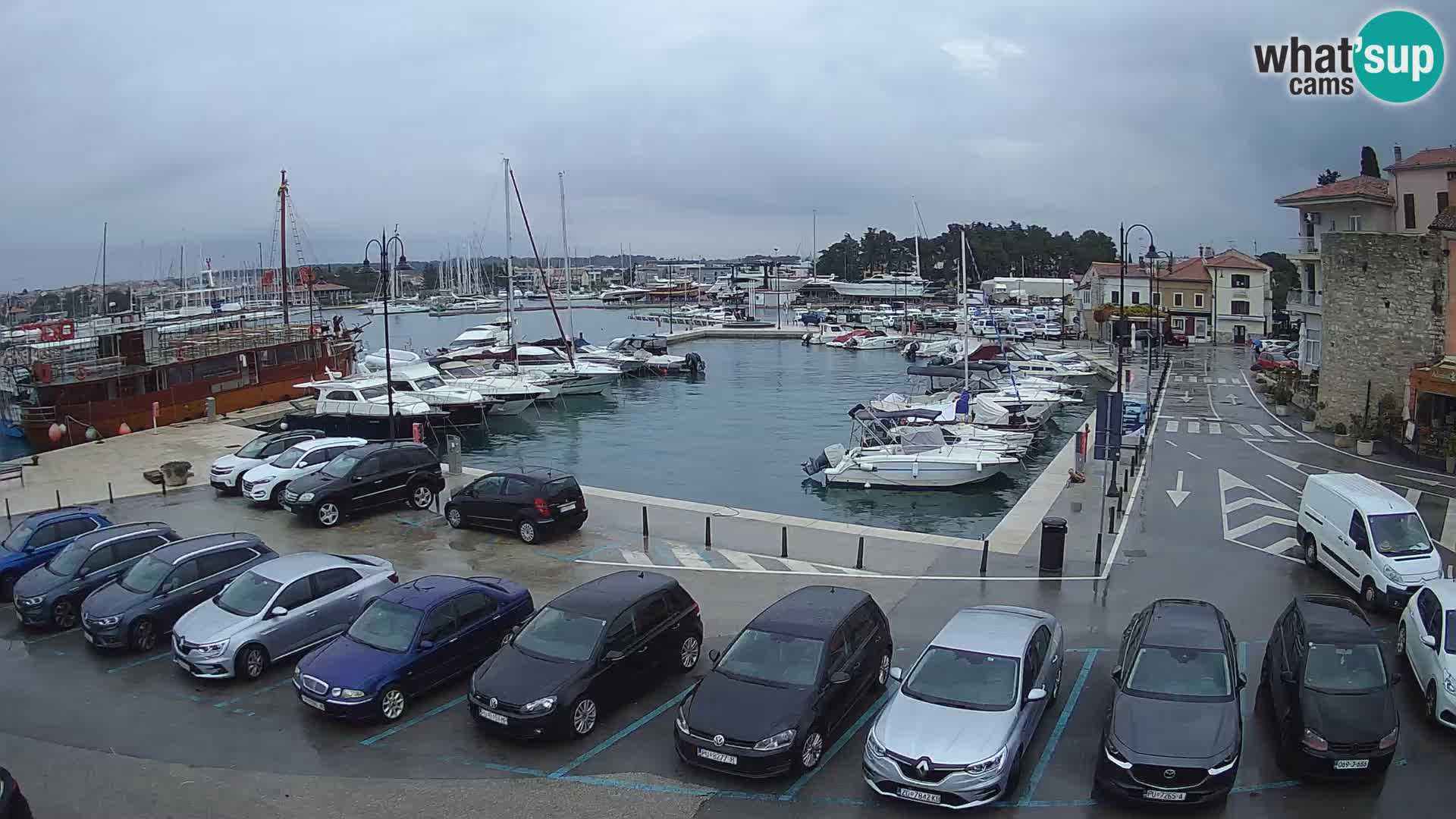Novigrad | Porporela marina
