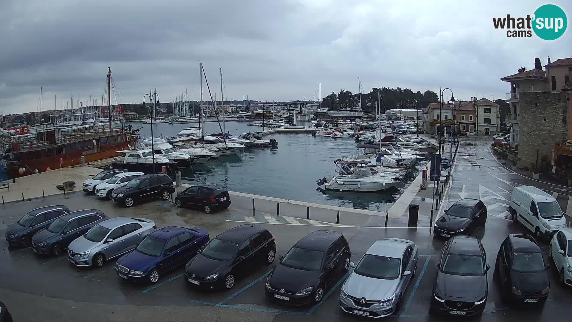 Novigrad | Porporela marina