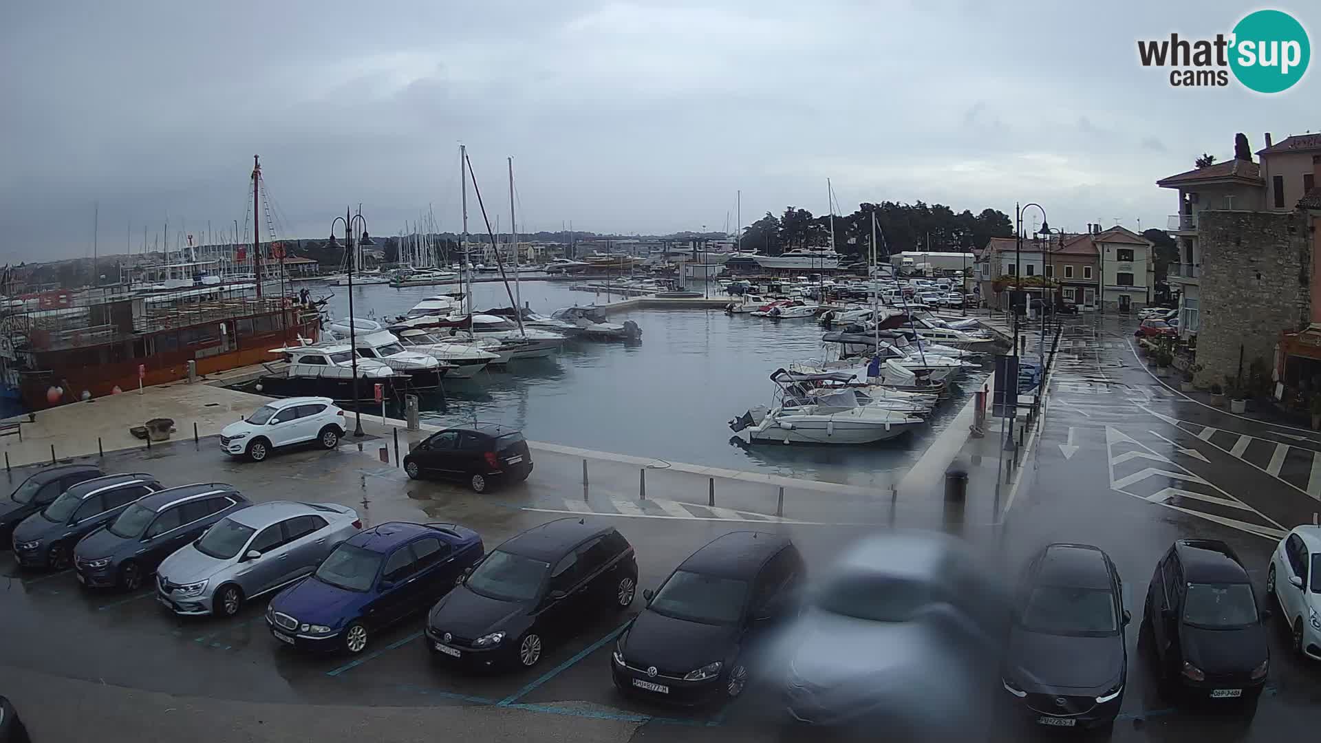 Novigrad | Porporela marina