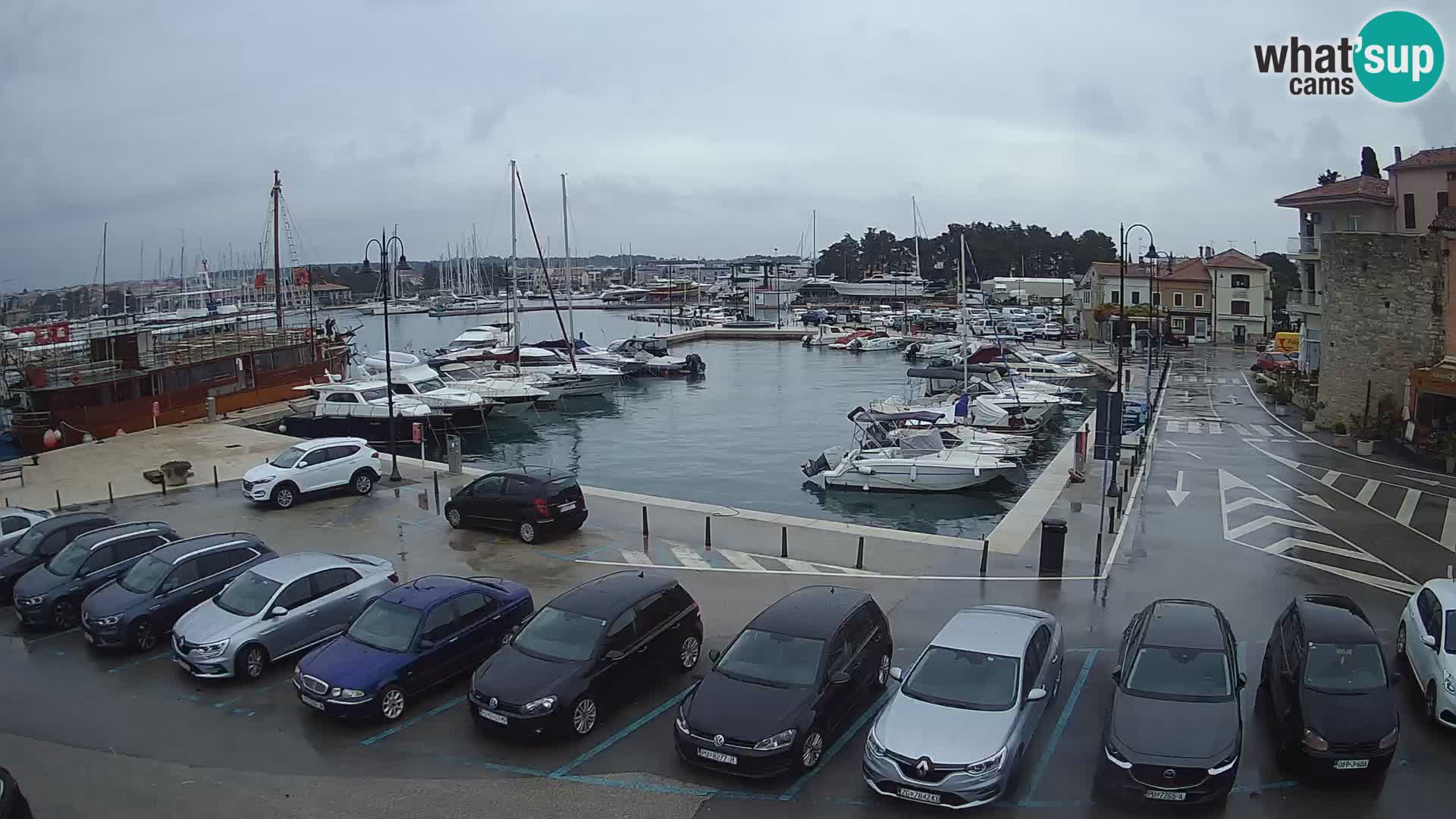 Novigrad | Porporela marina