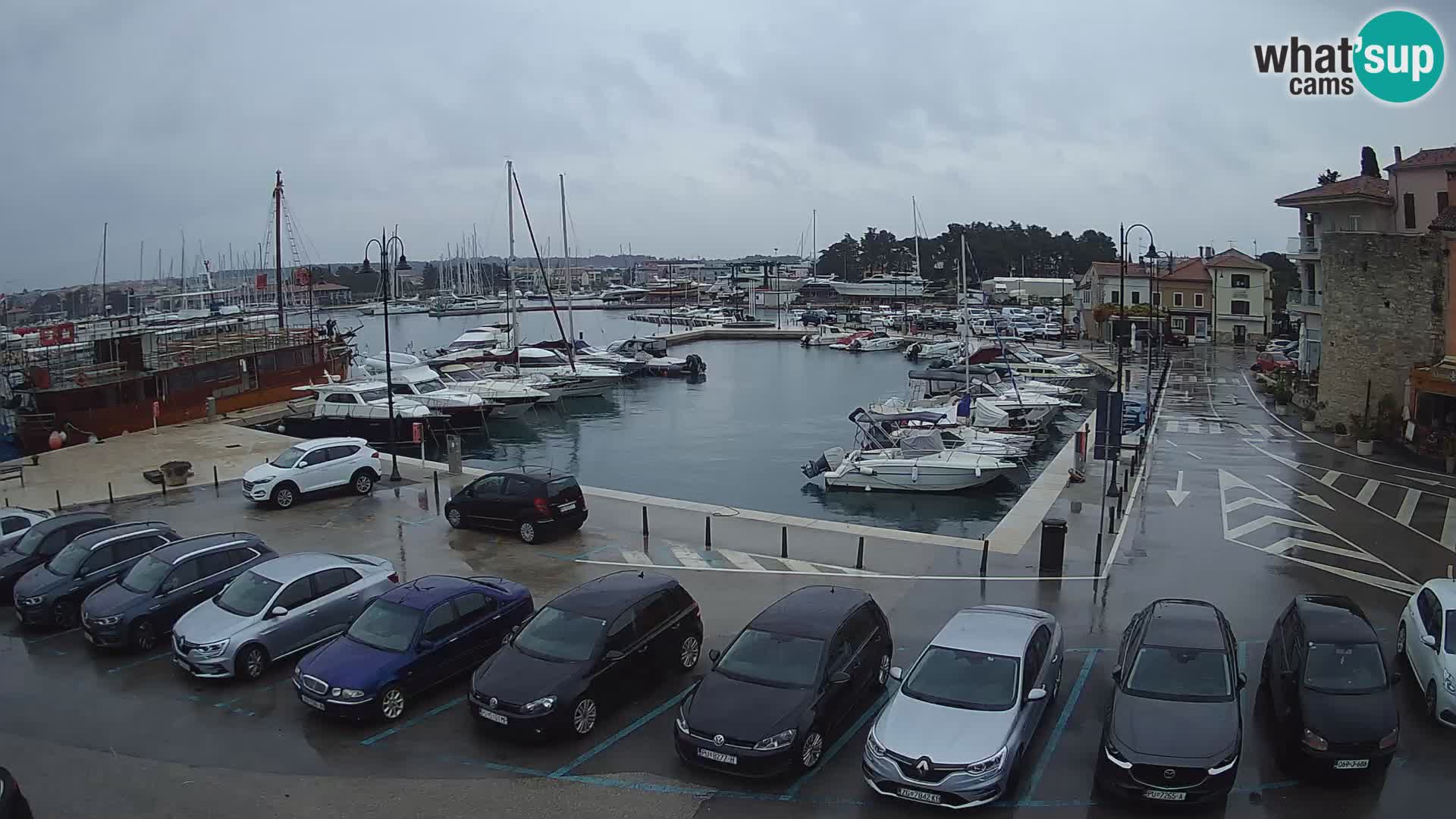 Novigrad | Porporela marina