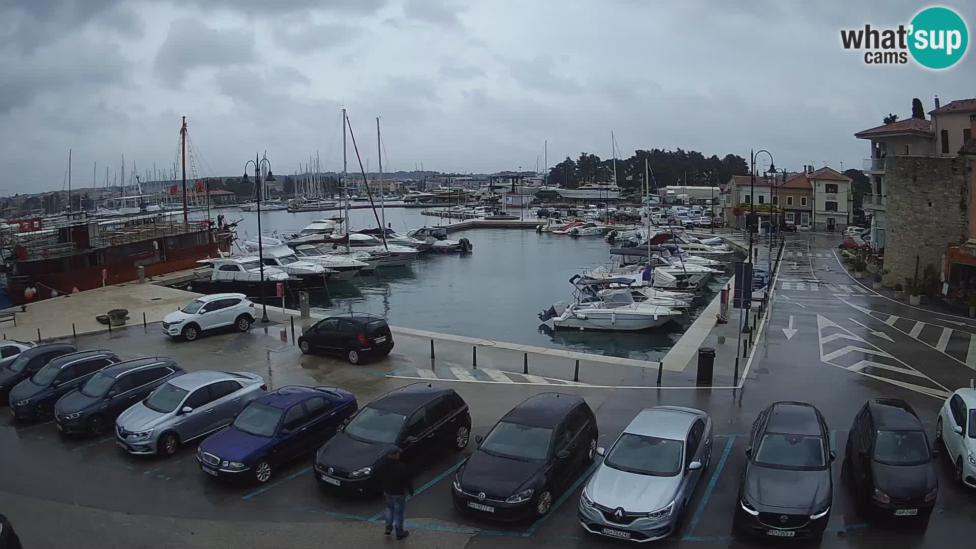 Novigrad | Porporela marina