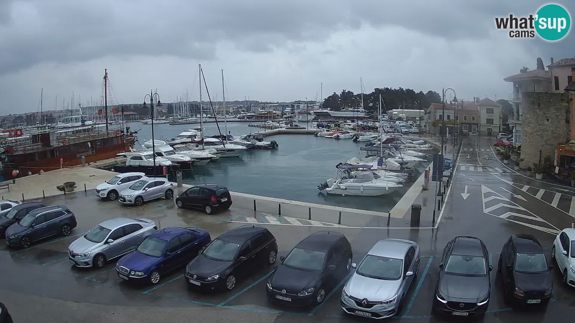 Novigrad | Porporela marina