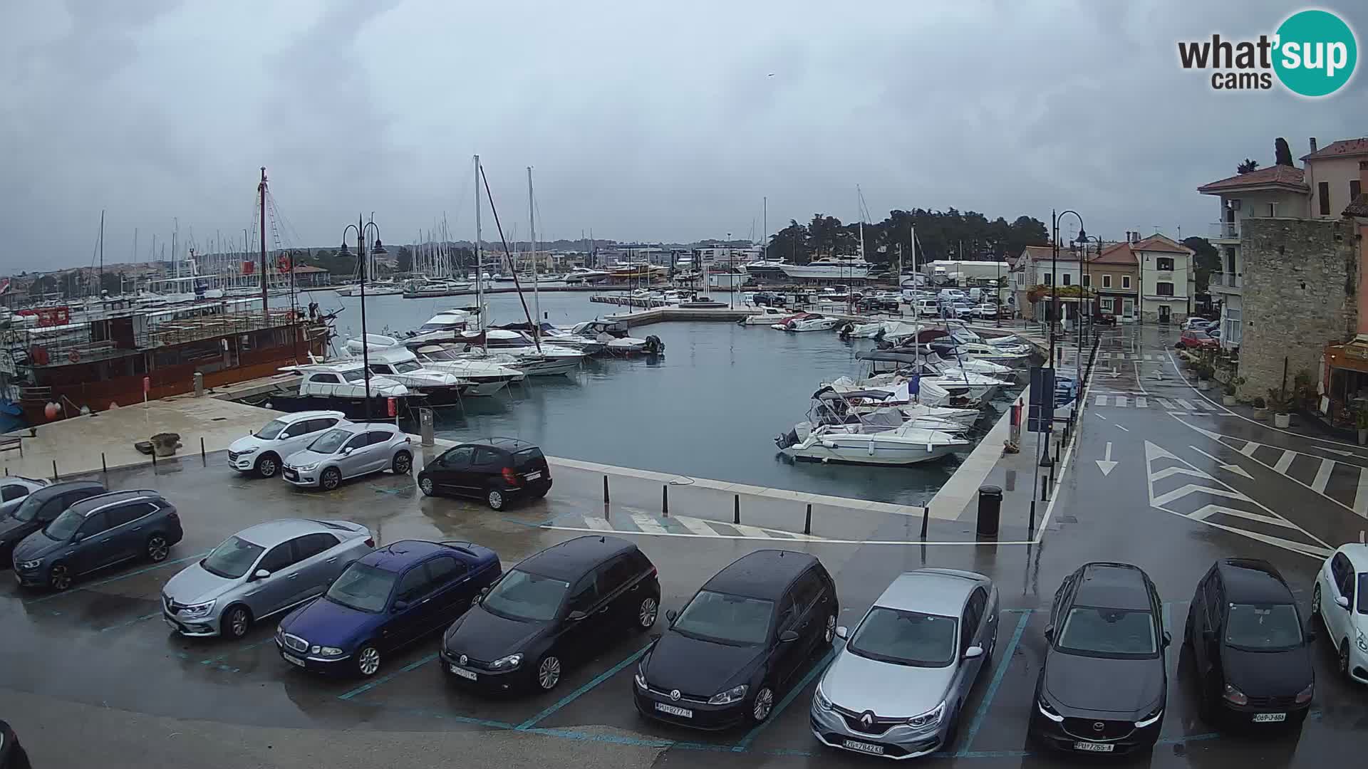 Novigrad | Porporela marina