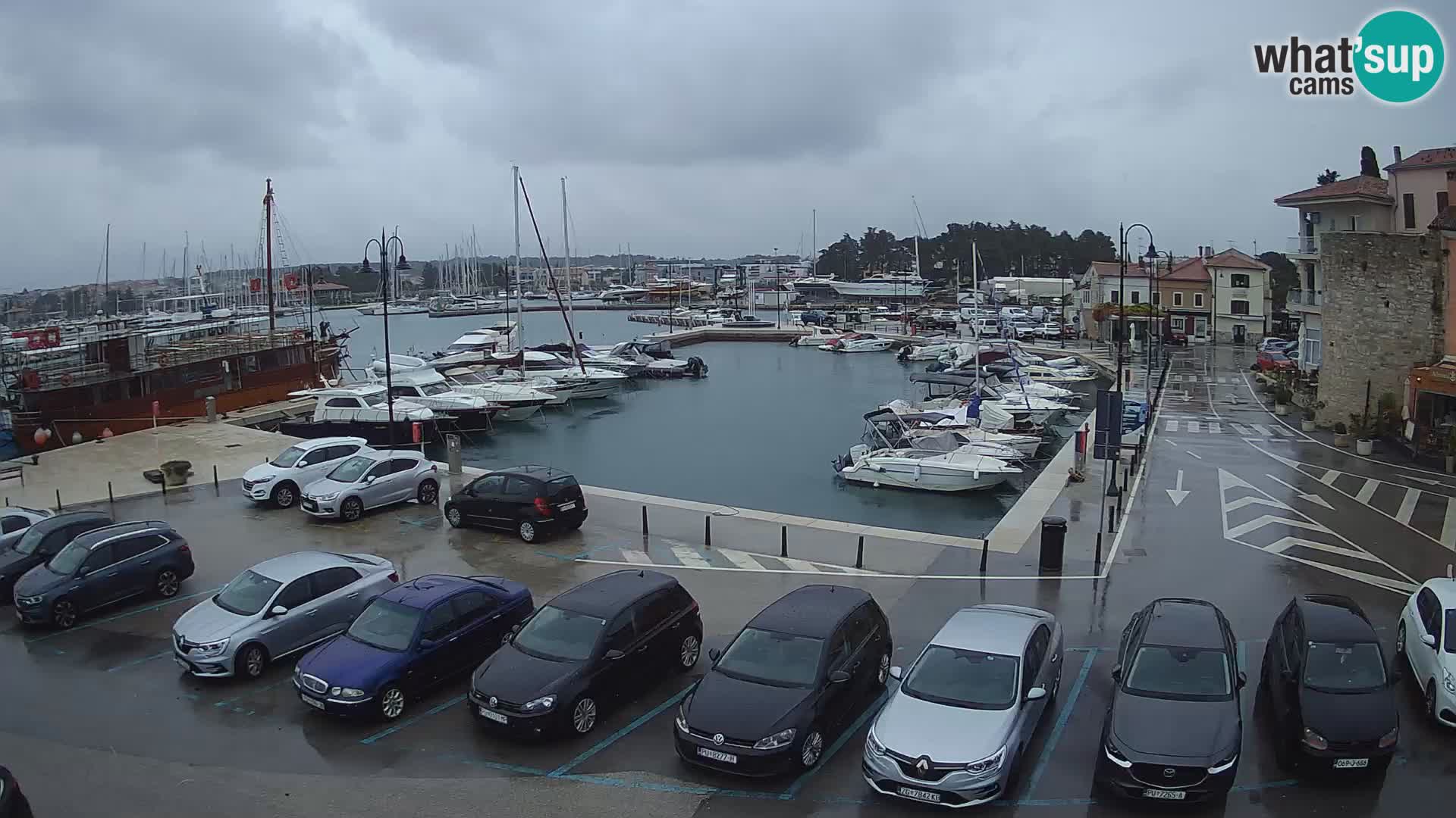 Novigrad | Porporela marina