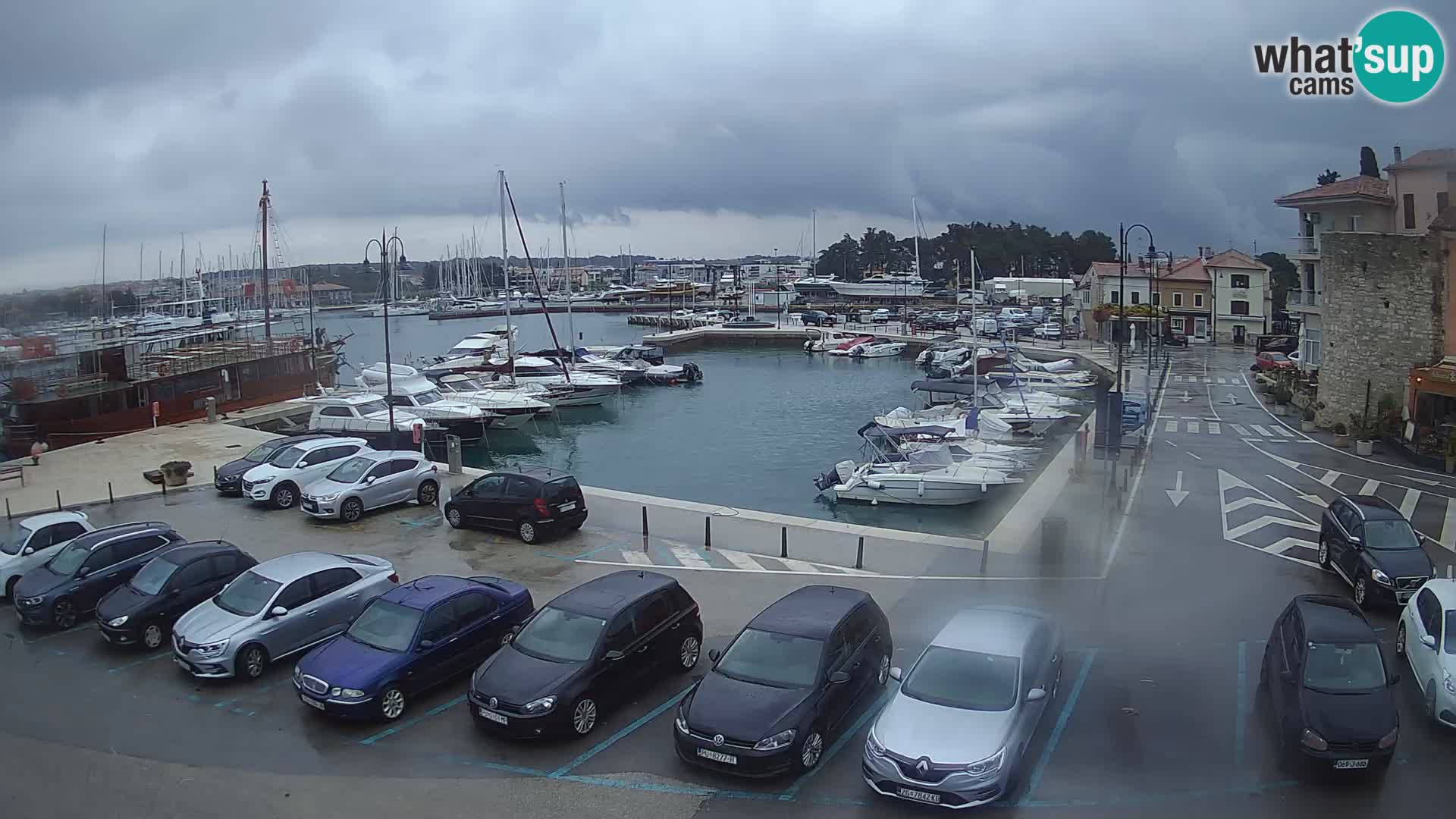 Novigrad | Porporela marina