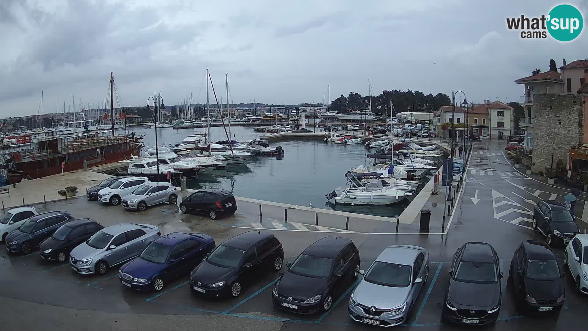 Novigrad | Porporela marina