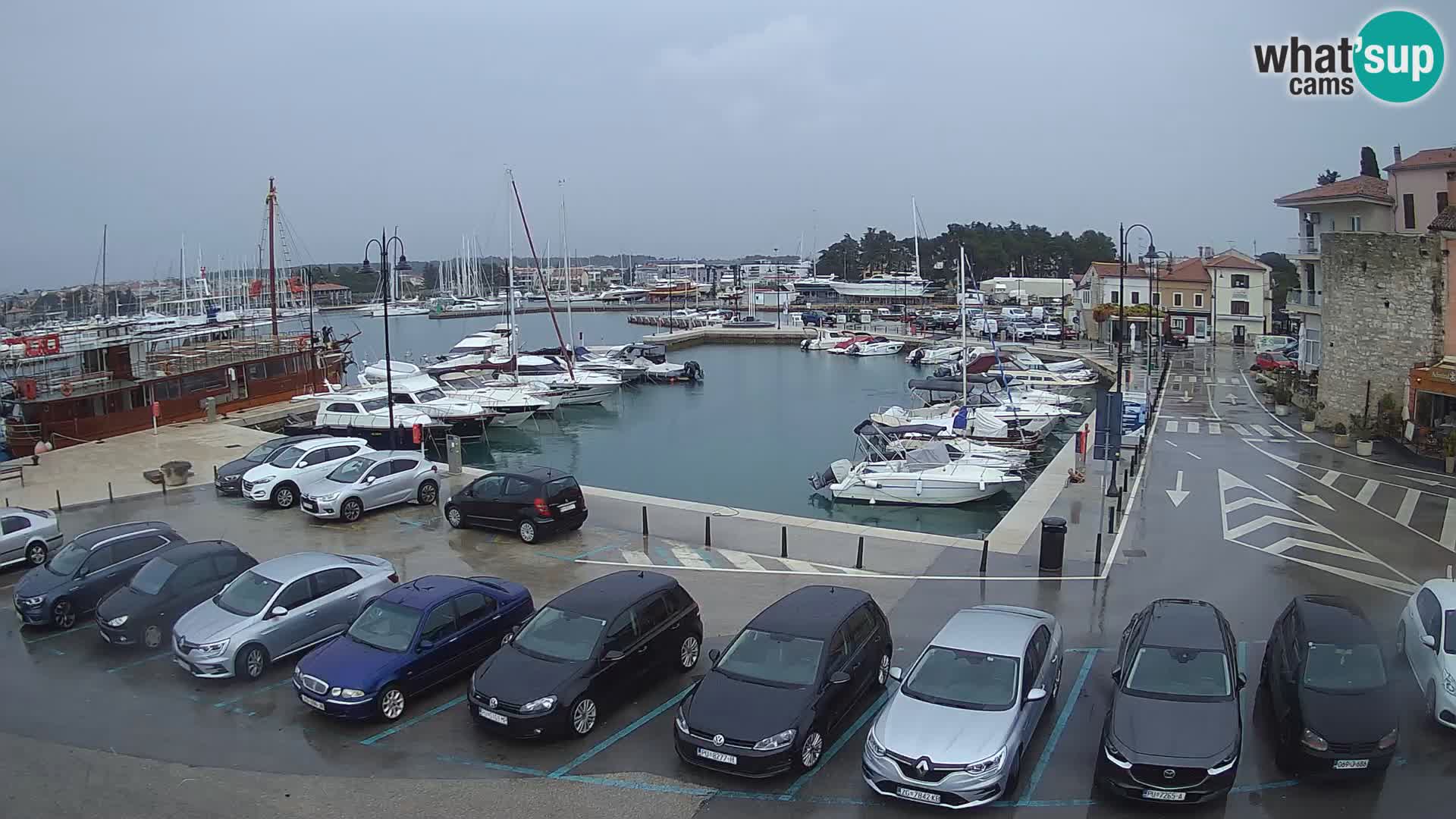 Novigrad | Porporela marina