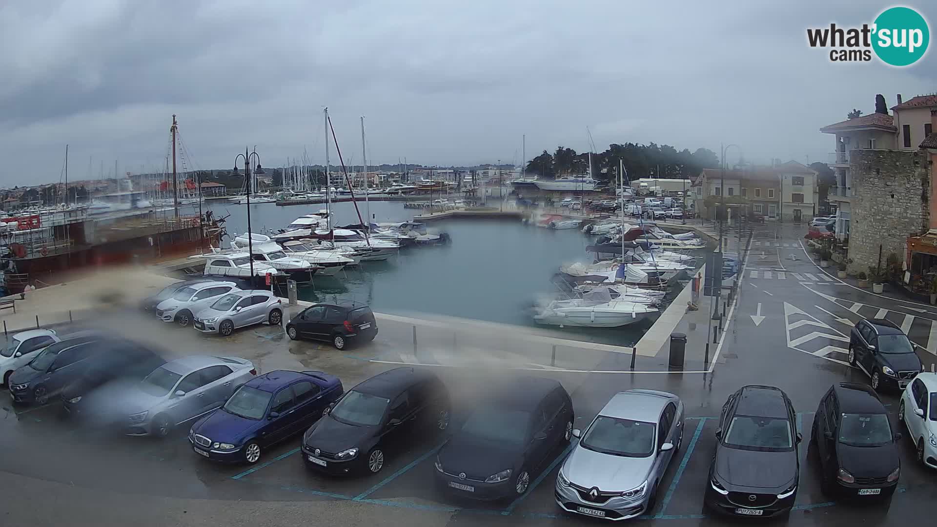 Novigrad | Porporela marina