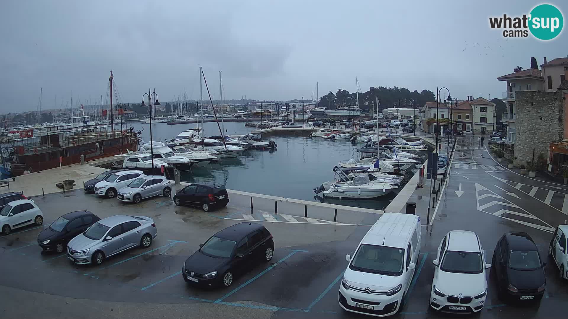 Novigrad | Porporela marina