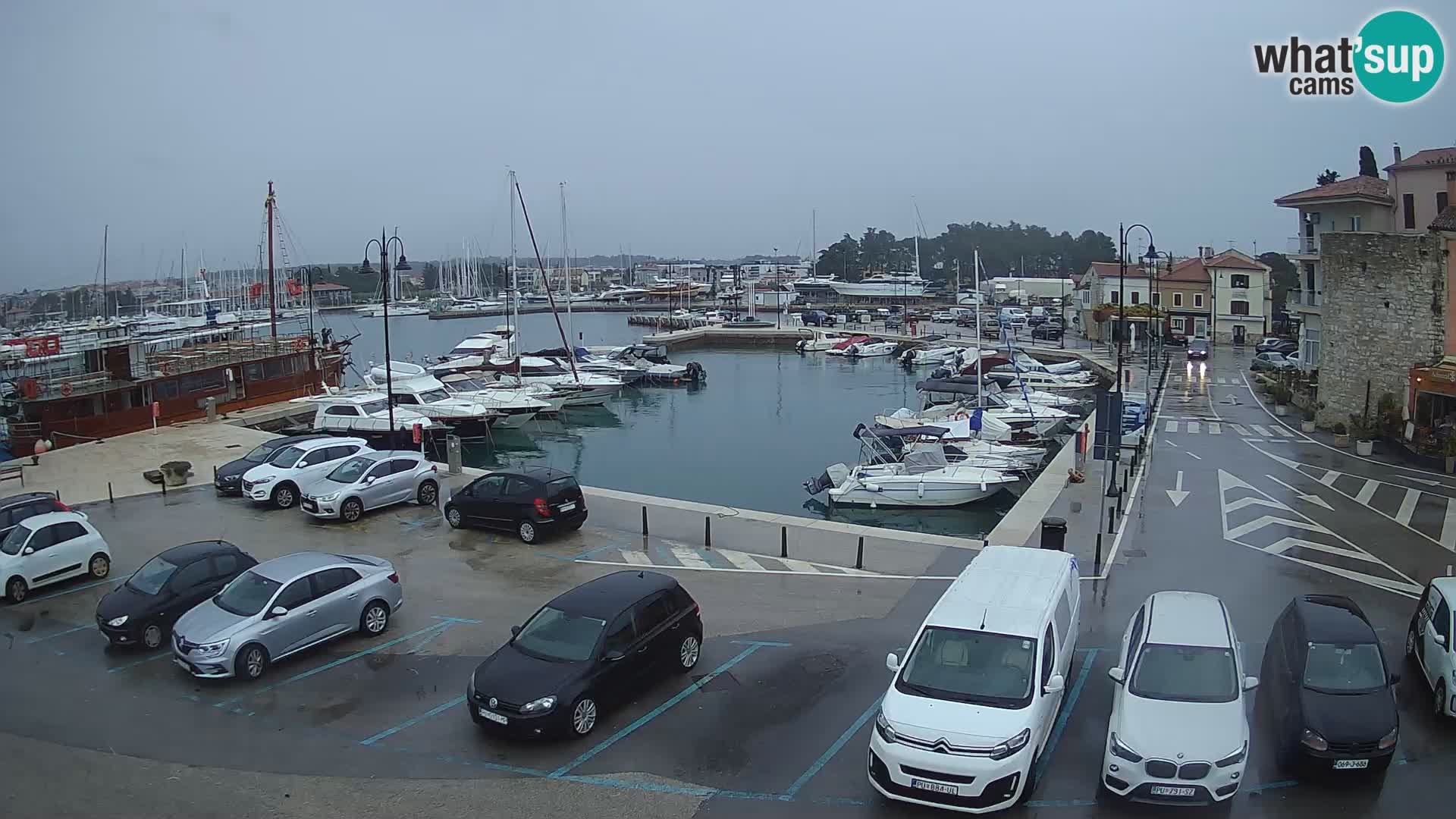 Novigrad | Porporela marina