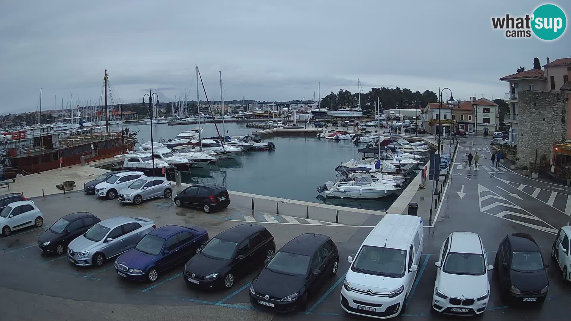 Novigrad | Porporela marina