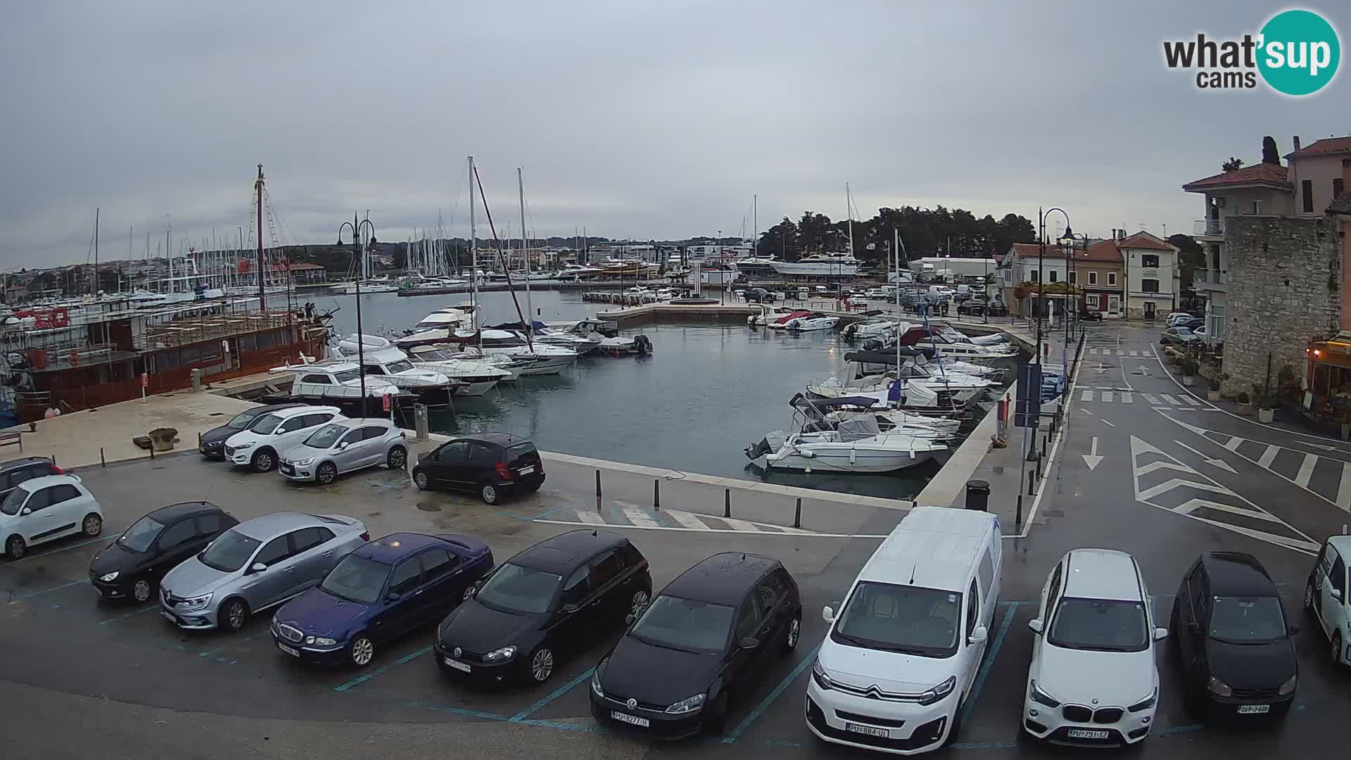 Novigrad | Porporela marina